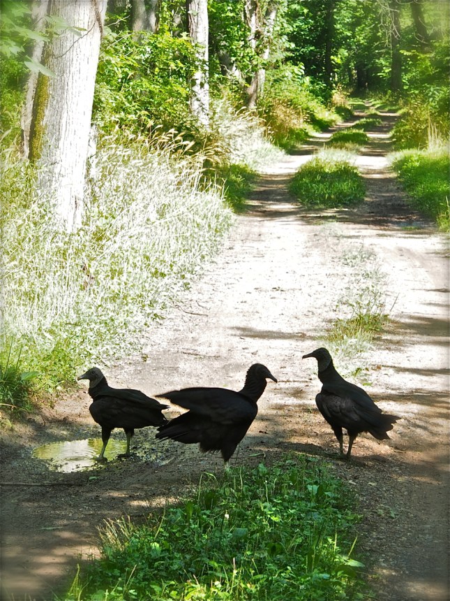 vultures hanging out along the c&o canal