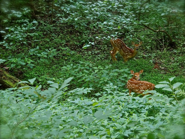 spotted some fawns along the c&o canal