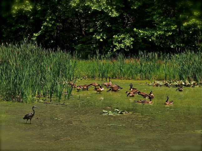 a heron and geese hanging out along the c&o canal