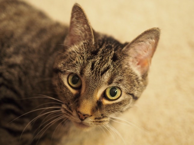 OLYMPUS DIGITAL CAMERA